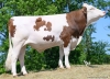 DOSE TAUREAU UDINCOURT - NFR4322265634 - 46A3477