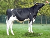 DOSE TAUREAU PEPPY - NFR4401573643 - 6695789