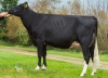 DOSE TAUREAU GRONDIN - NFR4405371812 - 6681189