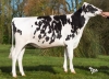 DOSE TAUREAU PERFECT - NFR4421704281 - 6695403