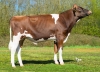 DOSE TAUREAU ANELKA P - NFR4427395032 - 19A4862
