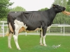 DOSE TAUREAU FLOW - NFR4432722567 - 6679479