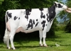 DOSE TAUREAU HORA - NFR4432722672 - 6683281