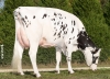 DOSE TAUREAU HORA - NFR4432722672 - 6683281