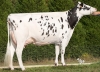 DOSE TAUREAU HORA - NFR4432722672 - 6683281