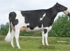 DOSE TAUREAU JUICY - NFR4432722798 - 6687366
