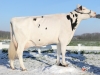 DOSE TAUREAU JAMESON - NFR4432722804 - 6687367