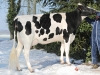 DOSE TAUREAU LAPSUS - NFR4432722859 - 6688377