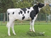 DOSE TAUREAU MONROC P - NFR4435729865 - 6691227