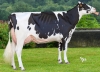 DOSE TAUREAU ARTEMIS - NFR4436294134 - 66A4594
