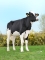 DOSE TAUREAU NIVERNAIS - NFR4437474083 - 6692880