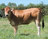 DOSE TAUREAU ILUS - NFR4438833353 - 7193225