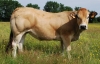 DOSE TAUREAU ILUS - NFR4438833353 - 7193225
