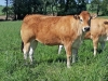 DOSE TAUREAU ILUS - NFR4438833353 - 7193225