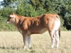 DOSE TAUREAU ILUS - NFR4438833353 - 7193225