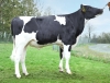 DOSE TAUREAU STARLANDAI - NFR4443991974 - 66A0265