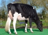 DOSE TAUREAU STARLANDAI - NFR4443991974 - 66A0265