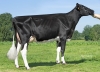 DOSE TAUREAU STARLANDAI - NFR4443991974 - 66A0265