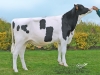 DOSE TAUREAU OVERTOU - NFR4445271638 - 6694527