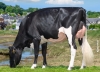 DOSE TAUREAU ROSARIO - NFR4445550944 - 6696790
