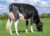 DOSE TAUREAU ROSARIO - NFR4445550944 - 6696790
