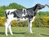 DOSE TAUREAU SOLDADO - NFR4445551044 - 6698423