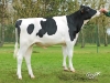 DOSE TAUREAU OXBOW - NFR4445551759 - 6693032