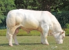 DOSE TAUREAU REVE - NFR4446792098 - 3898469
