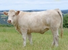 DOSE TAUREAU REVE - NFR4446792098 - 3898469