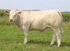 DOSE TAUREAU REVE - NFR4446792098 - 3898469
