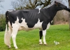 DOSE TAUREAU INTERVIEW - NFR4451111080 - 6685286