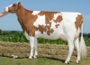DOSE TAUREAU SOLIC - NFR4451378911 - 1998424