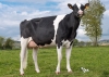 DOSE TAUREAU MONJOY - NFR4455476304 - 6691433