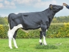 DOSE TAUREAU SIRI PP RF - NFR4457925392 - 66A0085