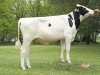 DOSE TAUREAU GOLESNIL - NFR4457929705 - 6681814