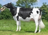 DOSE TAUREAU GOLESNIL - NFR4457929705 - 6681814