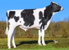 DOSE TAUREAU VIRVOLTANT - NFR4458458585 - 66A4315