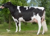 DOSE TAUREAU GRAILMEN - NFR4460608088 - 6682233