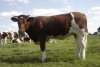 DOSE TAUREAU BELFORT - NFR4471192370 - 4171842