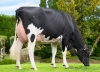 DOSE TAUREAU RAMAVINGA - NFR4472336533 - 6696808