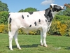 DOSE TAUREAU RAMAVINGA - NFR4472336533 - 6696808