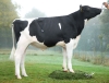 DOSE TAUREAU RICHIE - NFR4472336565 - 6697190