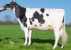 DOSE TAUREAU STUD P RF - NFR4472954519 - 66A0138