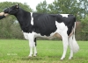 DOSE TAUREAU STUD P RF - NFR4472954519 - 66A0138