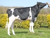 DOSE TAUREAU STOUM - NFR4474145162 - 6698173