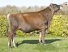 DOSE TAUREAU VJ BELL - NFR4475373054 - 1597617