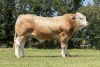 DOSE TAUREAU TORN - NFR4747552588 - 79A2891