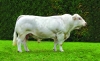 DOSE SEXEE MALE 90 TAUREAU DOUDOU - YFR4913397568 - 3878126