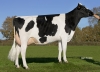 DOSE TAUREAU INTACT - NFR4925995282 - 6685288