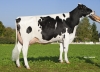 DOSE TAUREAU MANANA RED - NFR4929379683 - 6691319